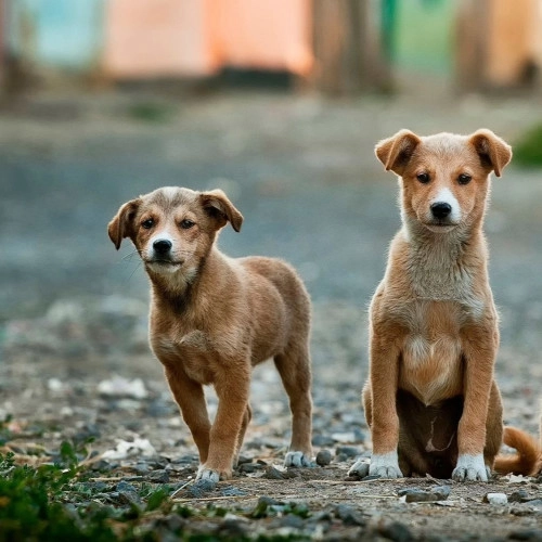 Impactful Messages in Podcasting